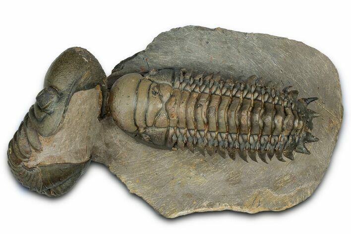 Flying Crotalocephalina Trilobite with Reedops #339524